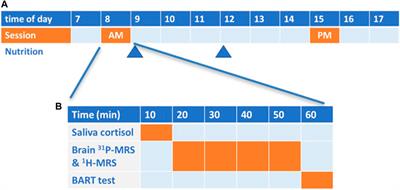 Effect of circadian rhythm on NAD and other metabolites in human brain